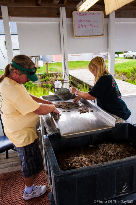 ©Photo Of The Day 365-189 of 365