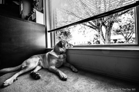 ©Photo Of The Day 365-229 of 365