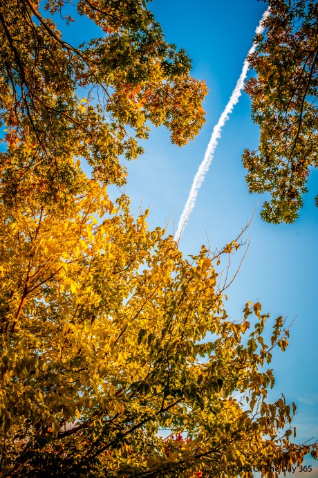 ©Photo Of The Day 365-257 of 365