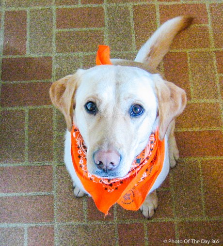 ©Photo Of The Day 365-315 of 365